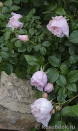 Generous Gardener, The