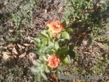 Orange Babyflor Orange Babyflor