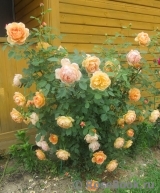 Lady of Shalott Lady of Shalott