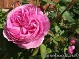 Louise Odier Louise Odier