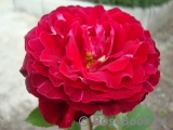 Belle de Segosa® Belle de Segosa®