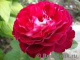Belle de Segosa® Belle de Segosa®