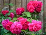 Darcey Bussell Darcey Bussell