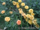 Persian Yellow Persian Yellow
