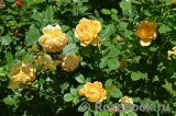 Golden Celebration® Golden Celebration®