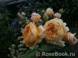 Crown Princess Margareta® Crown Princess Margareta®