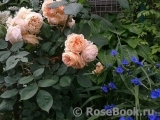 Crown Princess Margareta® Crown Princess Margareta®