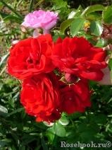 Amadeus Amadeus