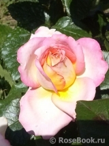 Pierre Tchernia Pierre Tchernia