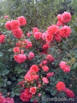 Rosarium Uetersen
