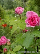 Gertrude Jekyll Gertrude Jekyll