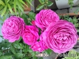 Heidi Klum Rose Heidi Klum Rose