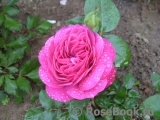 Heidi Klum Rose Heidi Klum Rose