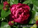 Ascot Ascot