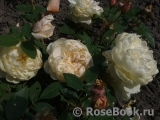 Yellow Romantica Yellow Romantica