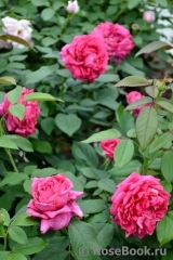 Rosier Rose Lalande de Pomerol ® Rosier Rose Lalande de Pomerol ®