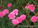 Decor Rose Decor Rose