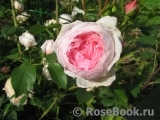 The Wedgwood Rose The Wedgwood Rose