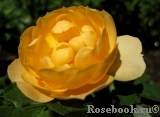 Amber Cover Amber Cover