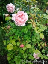 Strawberry Hill Strawberry Hill