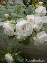 Aspirin Rose Aspirin Rose