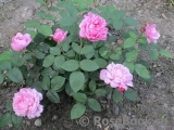 Mary Rose Mary Rose