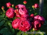 Ascot Ascot