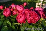 Ascot Ascot