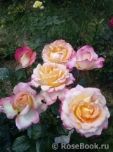 Pierre Tchernia Pierre Tchernia