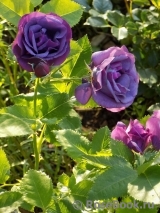 Rhapsody in Blue Rhapsody in Blue