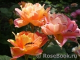 Rose des Cisterciens Rose des Cisterciens
