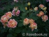 Rose des Cisterciens Rose des Cisterciens