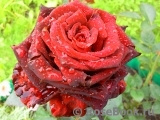 Black Baccara Black Baccara