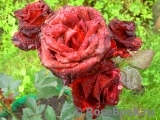 Black Baccara Black Baccara