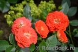 Starlet®-Rose Carmen® Starlet®-Rose Carmen®