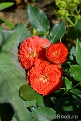 Starlet®-Rose Carmen® Starlet®-Rose Carmen®