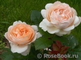 Ambridge Rose Ambridge Rose