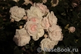 Aspirin Rose Aspirin Rose