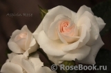 Aspirin Rose Aspirin Rose