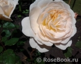 Crocus Rose® Crocus Rose®