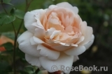 Ambridge Rose Ambridge Rose