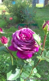 Big Purple Big Purple