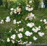 Ghislaine de Feligonde Ghislaine de Feligonde