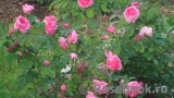 Gertrude Jekyll Gertrude Jekyll
