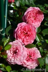 Starlet®-Rose Eva® Starlet®-Rose Eva®