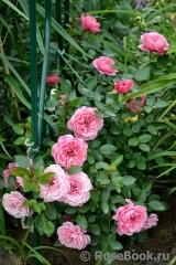 Starlet®-Rose Eva® Starlet®-Rose Eva®