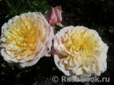 English Garden® English Garden®