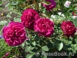 Darcey Bussell Darcey Bussell