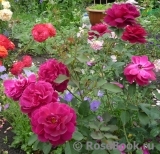 Darcey Bussell Darcey Bussell