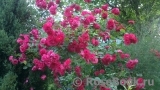Excelsa Excelsa